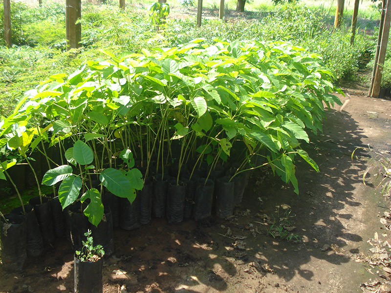 Plantio de muda de árvores nativas, frutíferas e exóticas;